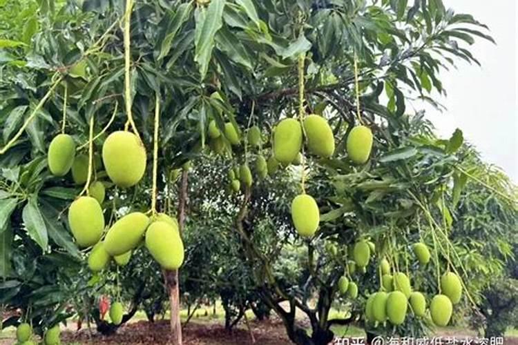 芒果树用什么肥料最好
