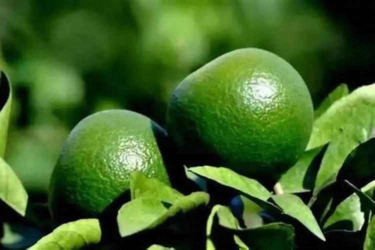 草莓一斤价格是多少 不同品种草莓价格表