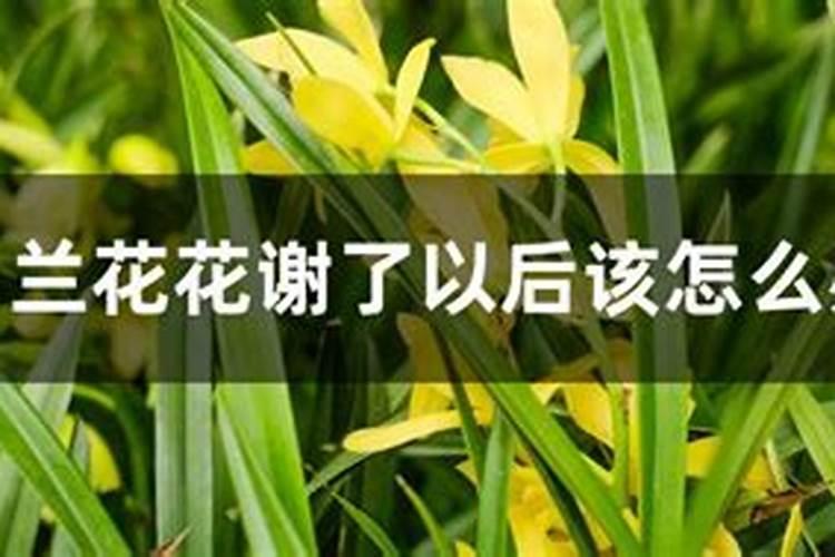 大樱桃谢花后施什么肥