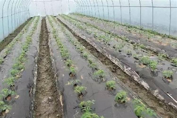 水稻田施肥后几天能排水