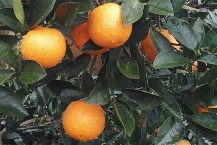 西红柿下面膨果,上面花期怎么施肥