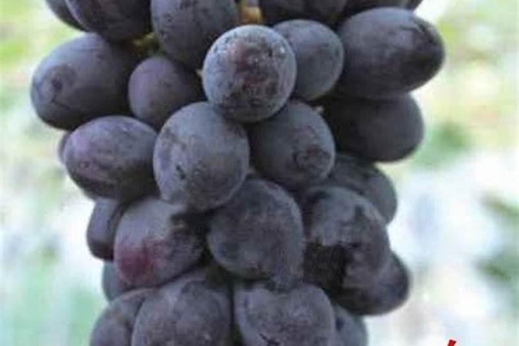 葡萄出穗需要上什么肥？