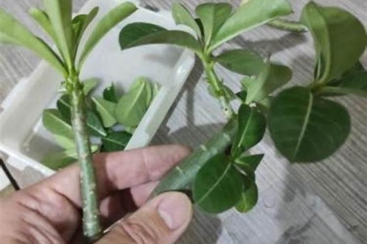 代森锰锌能治兰花茎腐病吗？