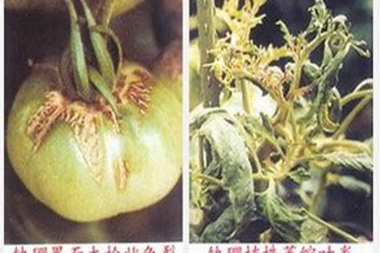 种植番茄也要施氮肥吗？在什么时候施氮肥效果好呢？