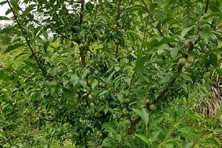 李子树开花时的管理方法