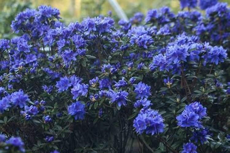 作物使用鱼蛋白肥会有什么效果？