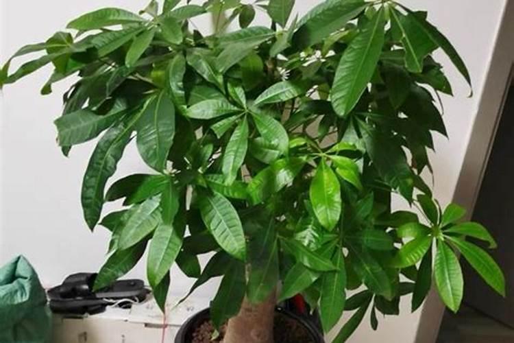 氮肥施用方法及注意事项 氮肥使用过程中注意5大问题