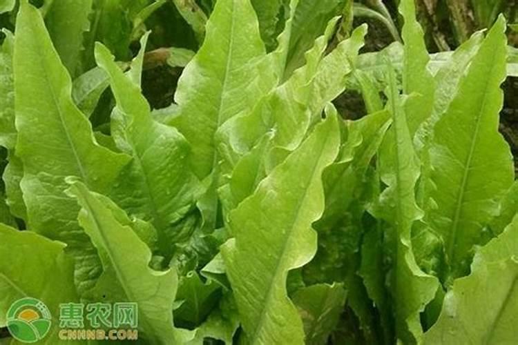 莴苣被雨水淹了现在又细又长