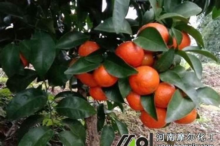 葵花开花时能浇水吗