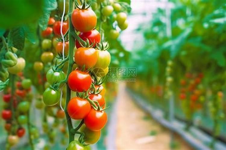 大棚番茄最全冬季施肥方案