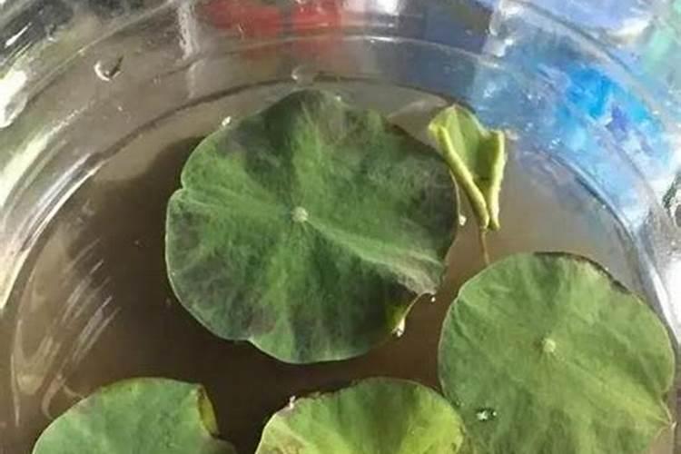 碗莲的养殖方法和注意事项