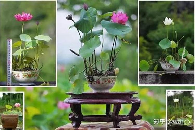 碗莲需要什么肥料最好