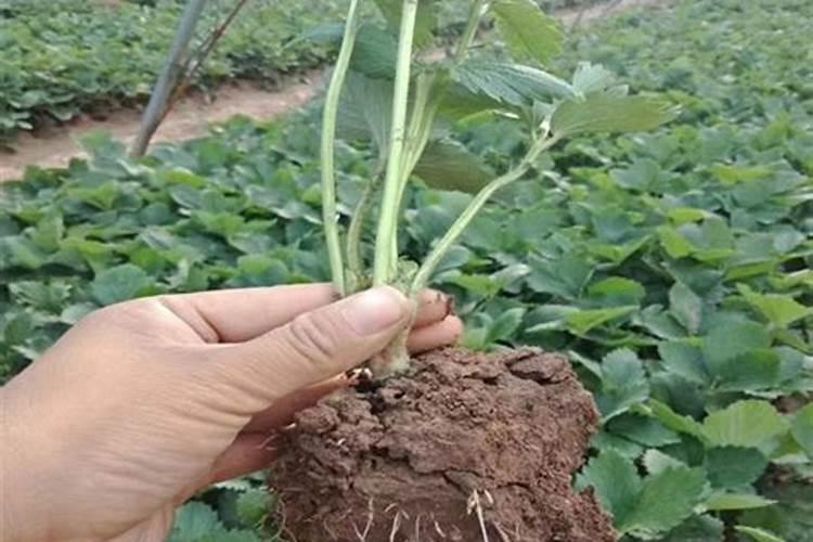 樱桃树施什么肥料最好