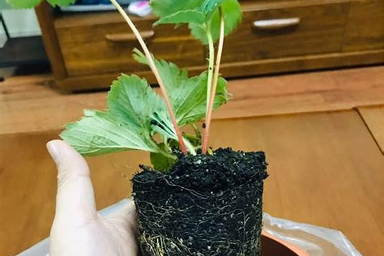 花盆里种的草莓刚出芽施什么肥？