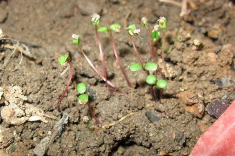草莓种子发芽后怎么办