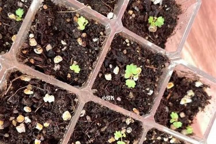 草莓苗种植多久能施肥 草莓幼苗施肥注意事项