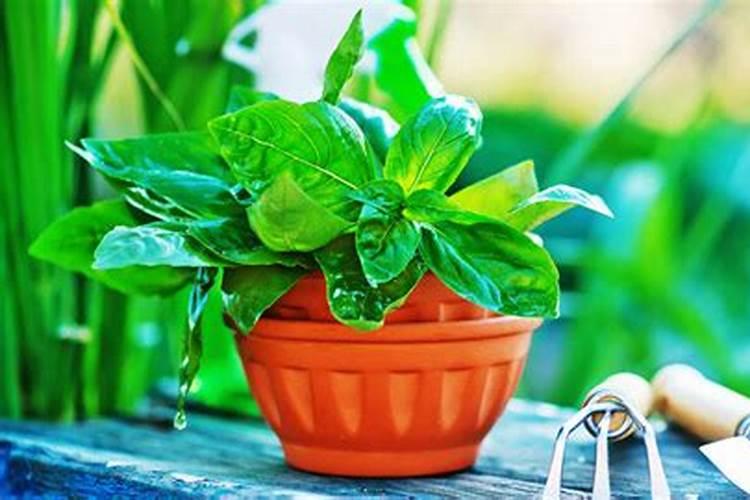 大棚种花一般都施什么肥料,黄瓜用什么肥料产量高