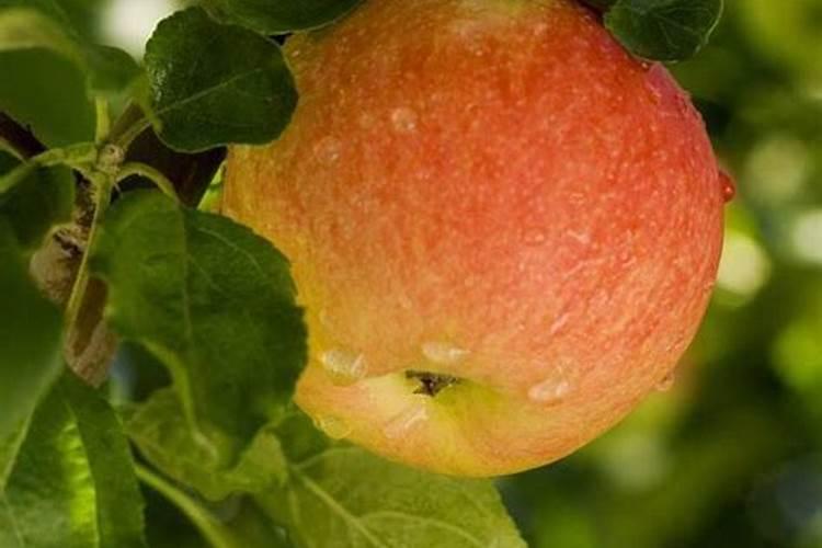 黄芪施什么肥料最好？