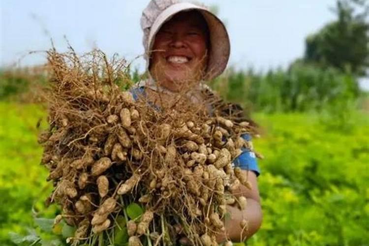 铺地膜的花生从苗期到后期怎么管理呢？