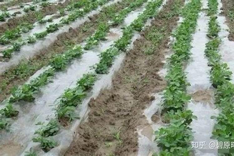 覆膜种植花生需要掌握什么技术