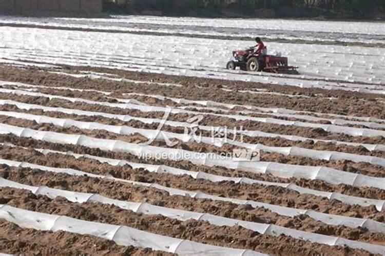 什么是花生地面覆盖薄膜种植技术