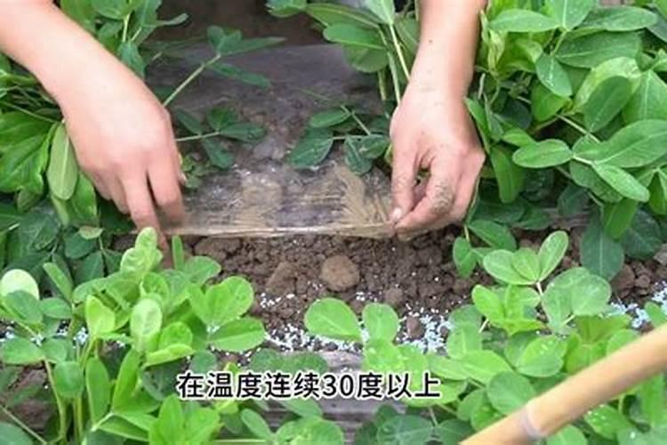 种植地膜花生,农民如何管理,才能让花生高产呢？