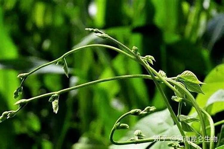 豇豆怎么养殖结的多 缸豆怎么施肥好