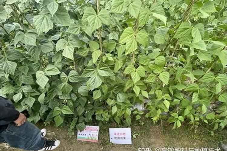 豆角喜欢什么目