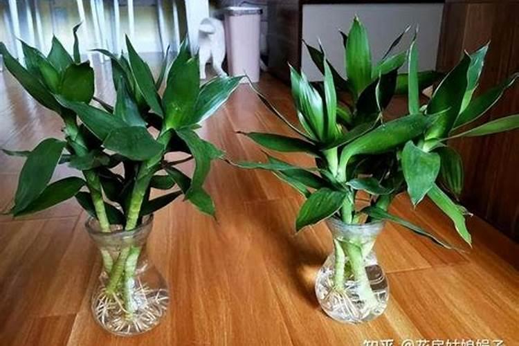 中药材西洋参生根膨大素,中药材人参壮根灵厂家批发,中药材半夏地下茎块...