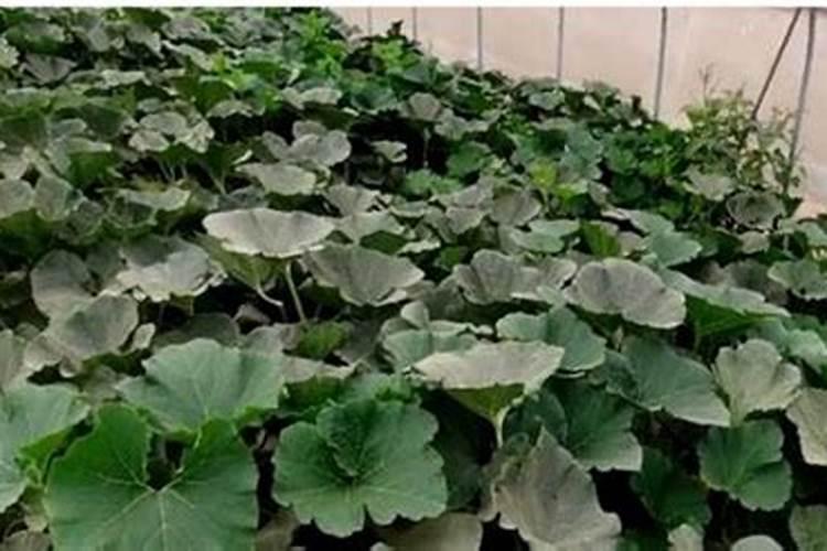 常用土壤改良方法有哪些