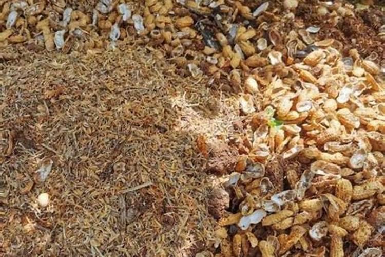 大蒜打什么药才粗壮,大蒜种植方法