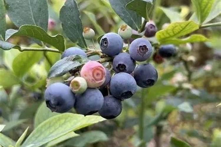 鸡蛋壳用醋泡有什么作用啊