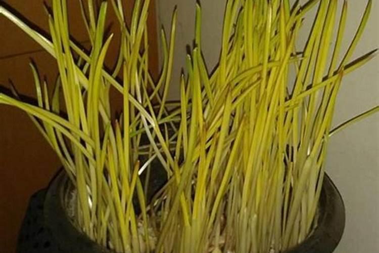 这种肥料用作大蒜底肥能用吗