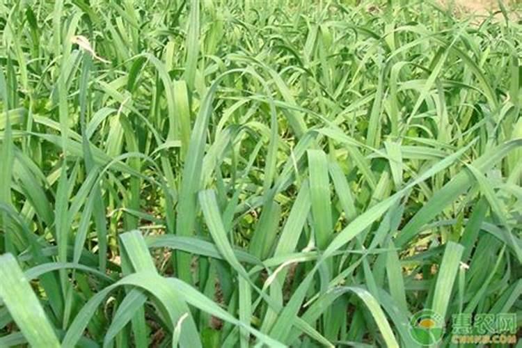 四月份大蒜能浇什么肥料？