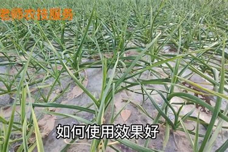 种大蒜最好的复合肥