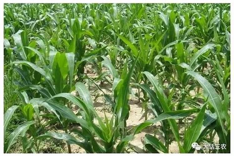 兰花施肥用什么肥料