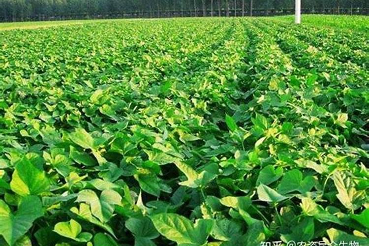 矿源黄腐酸钾使用方法是什么