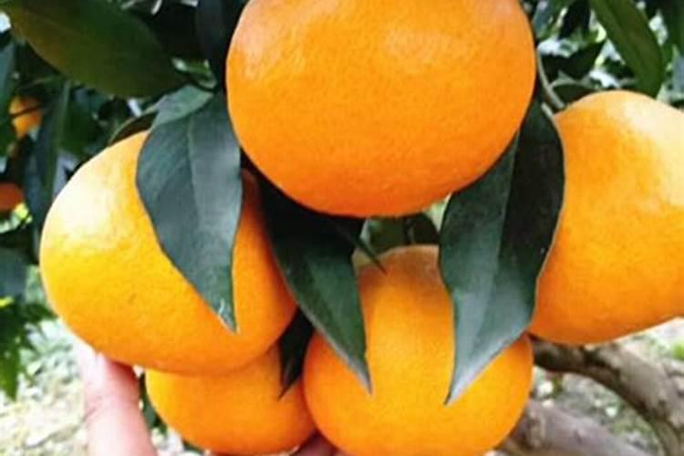 果树挂果期间用什么肥