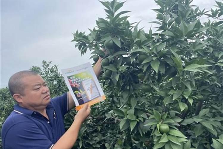 爱媛38最早几月份开花？