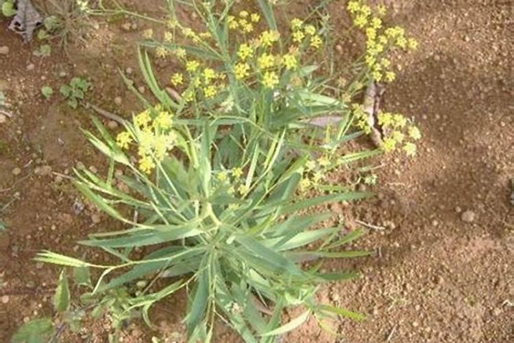 无花果用什么肥料 该如何管理