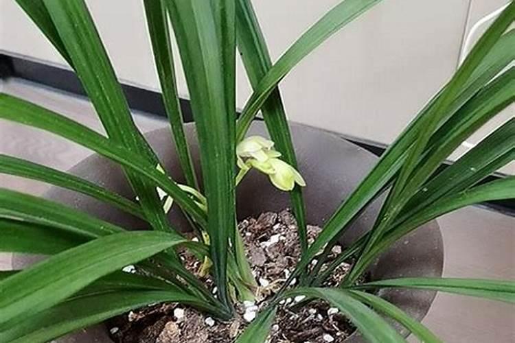 兰花不开花用什么肥料催花