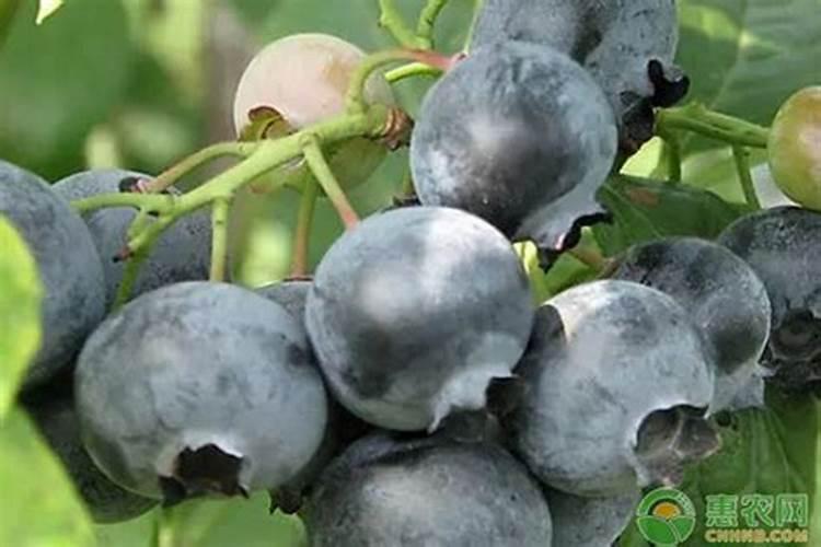 磷肥和钾肥的作用分别是什么