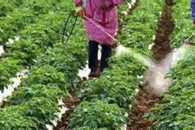 钙肥能和肥料一起喂果树吗