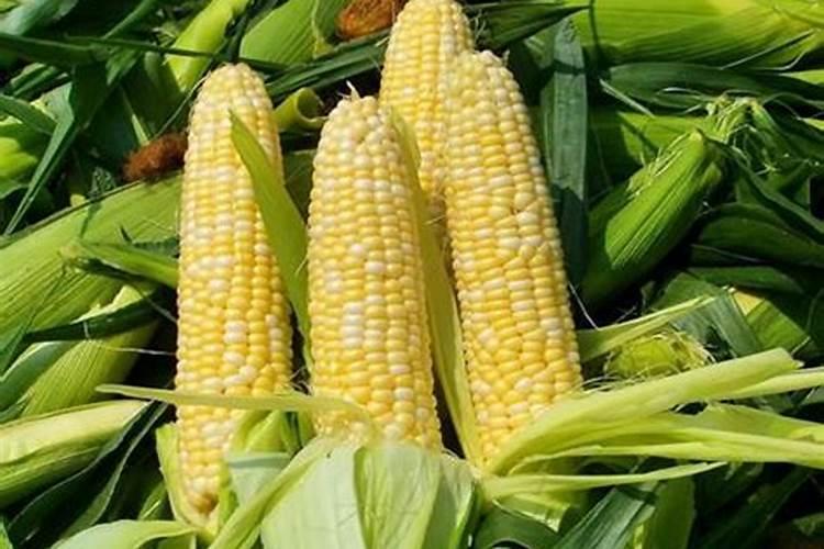 鸡粪有机肥功能介绍