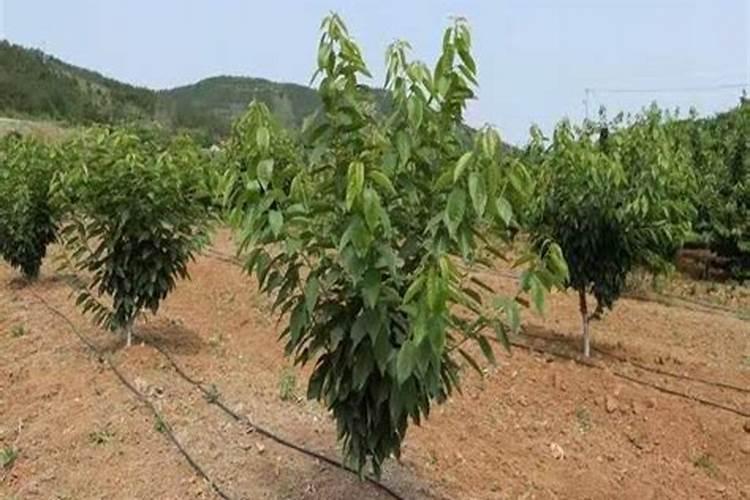 全面认识化肥的作用、转变施肥方式,成为绿色农业发展的关键