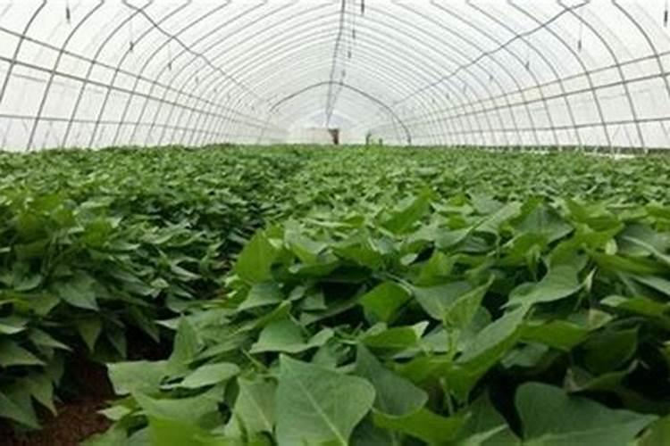 红薯宝宝叶面肥使用方法