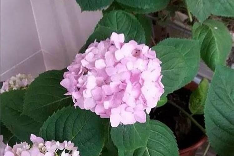 绣球冬季怎么管理