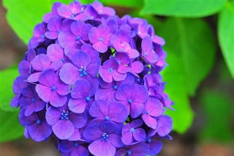 绣球花冬天怎么养护