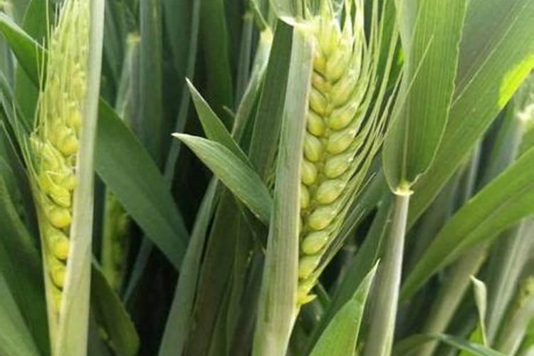 小麦后期喷什么微肥增产增重？