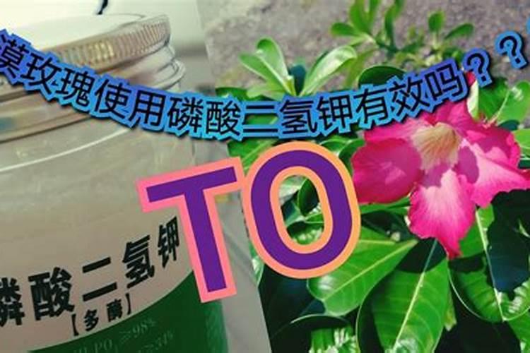 沙漠玫瑰怎么施肥 用什么肥料好